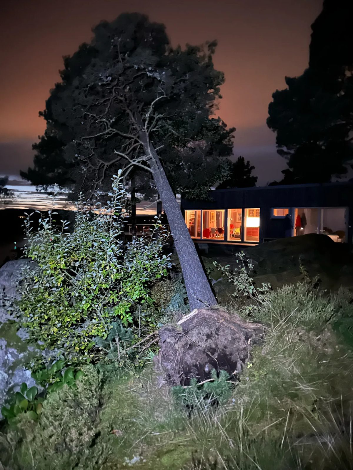 En furu har rotveltet i stormen, like ved et hus