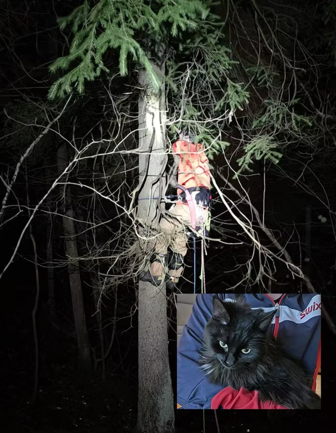Matias klatrer i et tre om kvelden for å redde katten Selma. Innfelt bilde av katten etter redningen.
