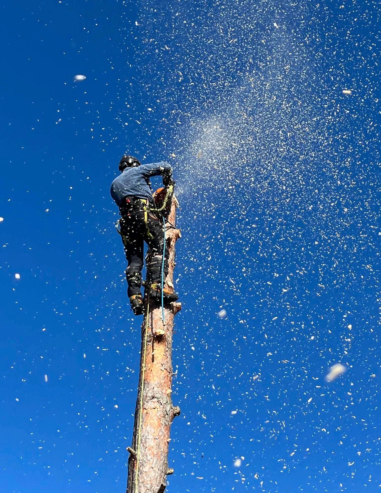 Trefeller med hjelm kapper toppen av en furu mens flisa spruter mot blå himmel