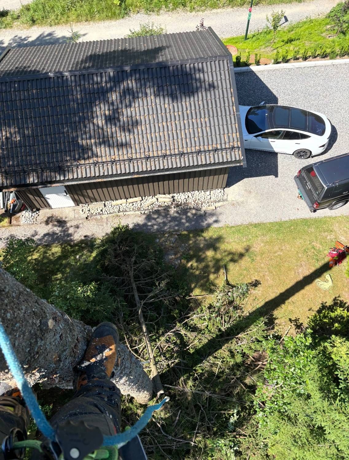 Utsikt fra toppen av et tre ned mot en garasje og to parkerte biler